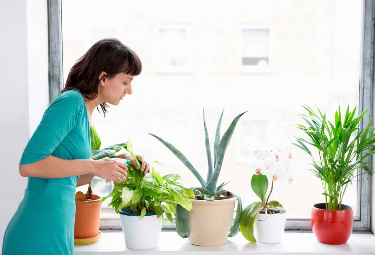 Plantas recomendadas para la casa