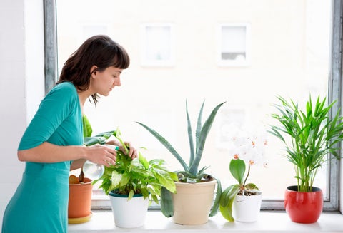 Plantas recomendadas para la casa