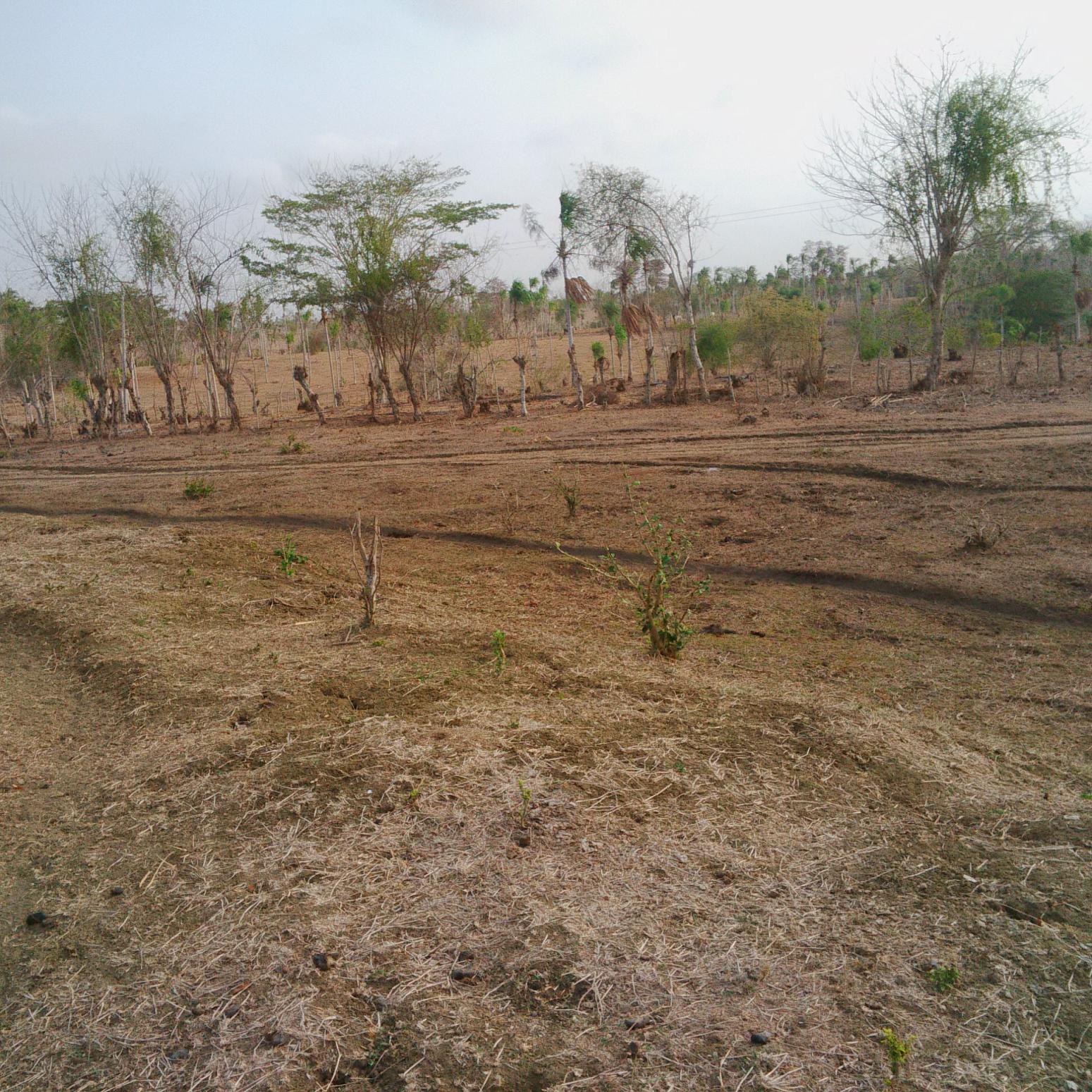El fuerte verano arrasó con los pastos.
