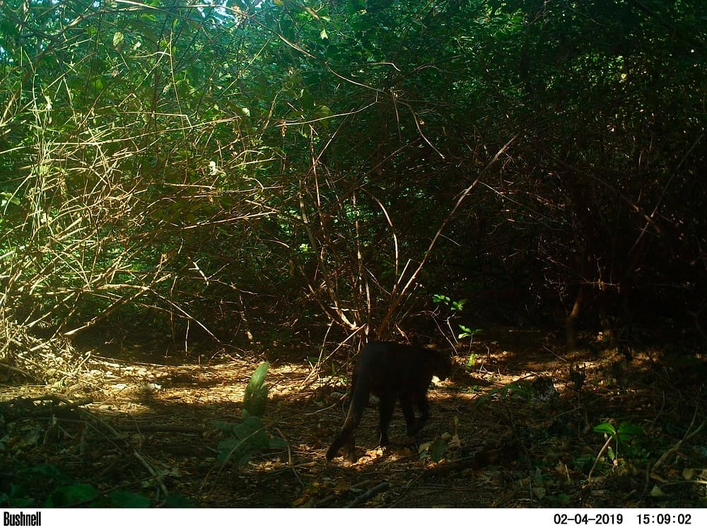 Puma yaguarundí en el Parque Tayrona