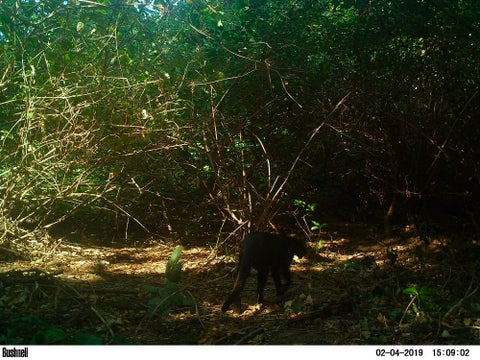 Puma yaguarundí en el Parque Tayrona