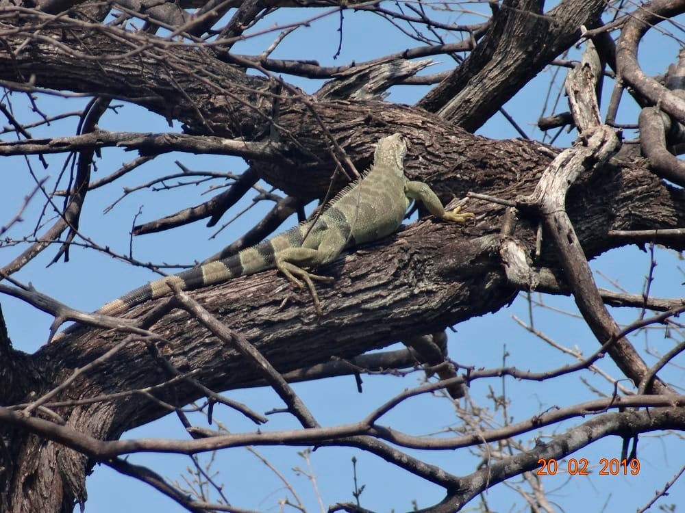 Iguana observada en el Parque Tayrona
