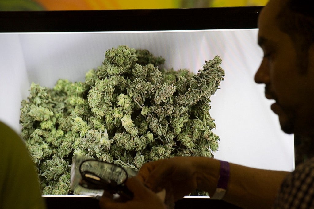 Plantas de cannabis