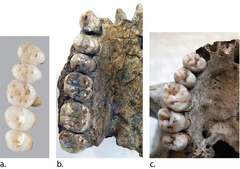 Homo luzonensis