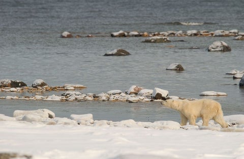 Un oso polar en su habitad alterado por el cambio climático