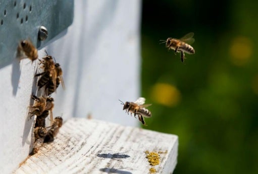 Abejas