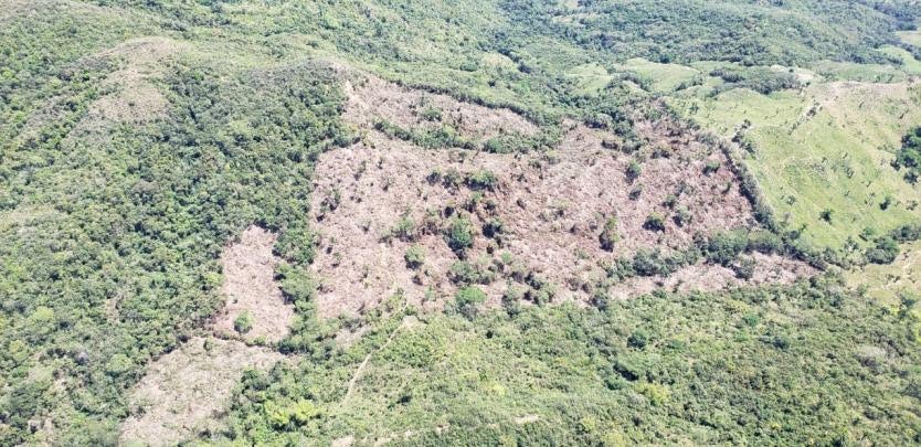 Manifestó se necesitan todas las autoridades ambientales para acabar con la deforestación