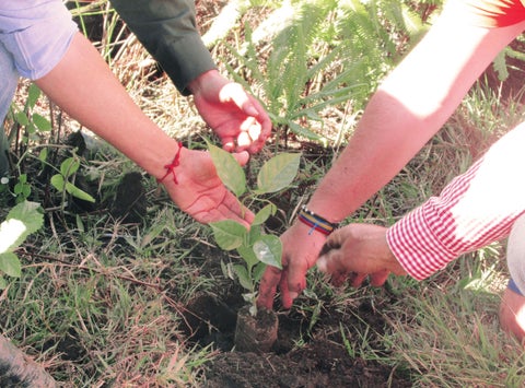 Referencia sembratón de árboles.