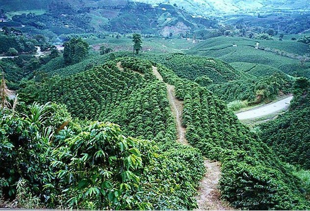 Paisaje cafetero.