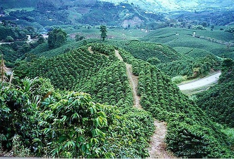 Paisaje cafetero.