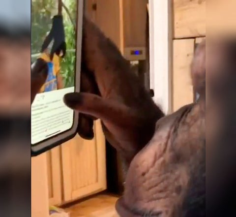 Chimpancé usa Instagram