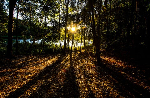 Ecosistema de Costa Rica