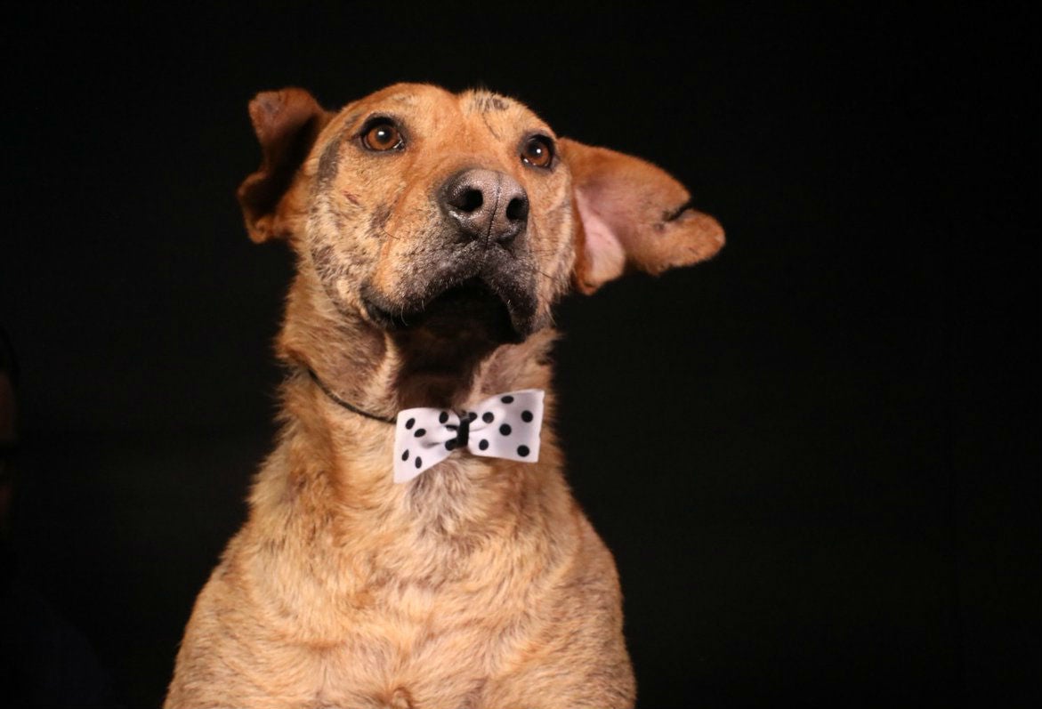 El perro Serafín