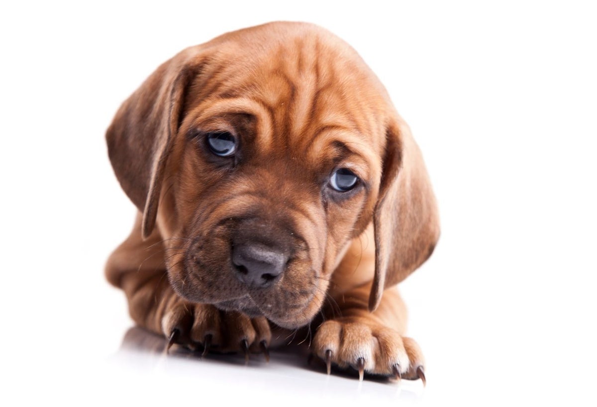 Perrito, perro