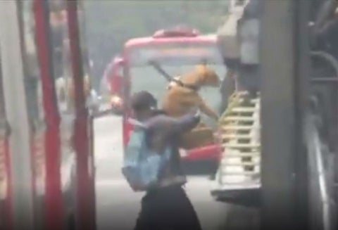 Perro colándose en Transmilenio