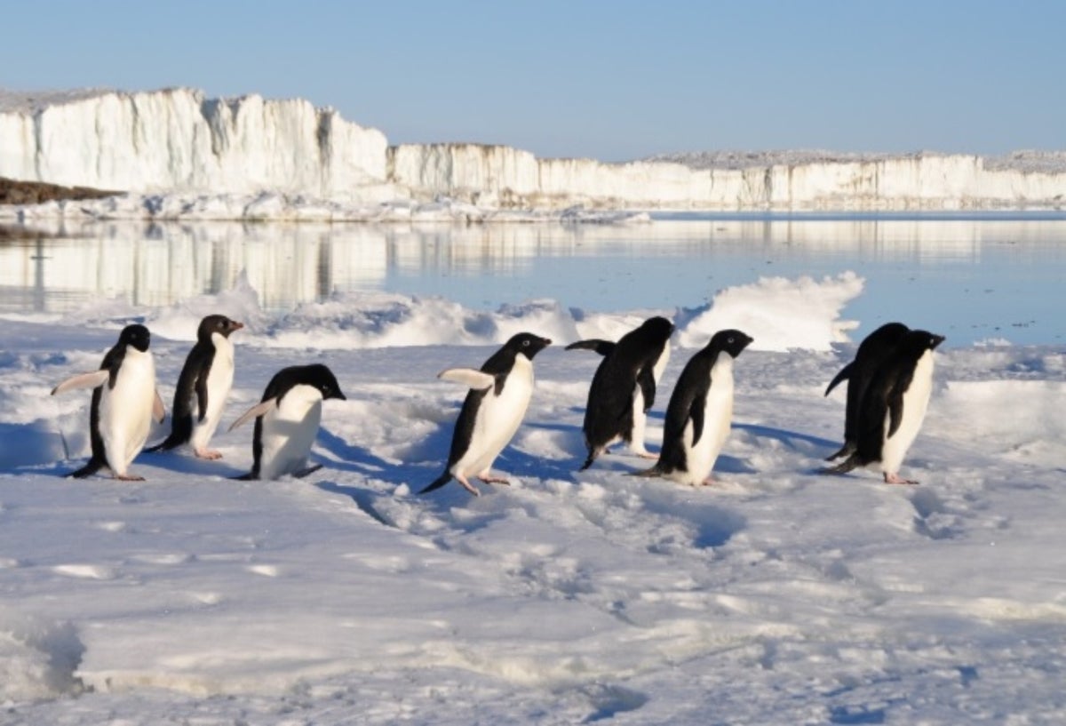Pingüinos