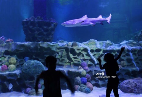 Tiburón en acuario