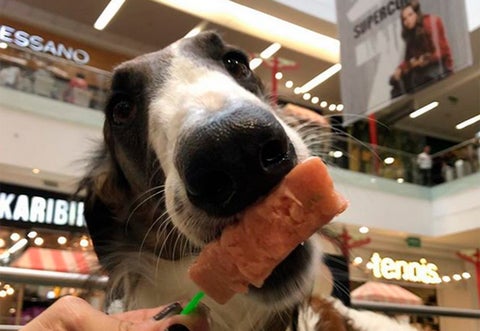 Imagen oficial de Animalier, paletas naturales para perros
