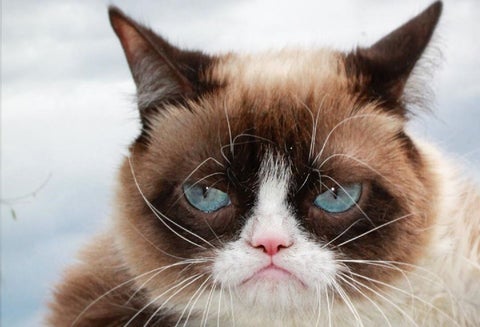Grumpy Cat