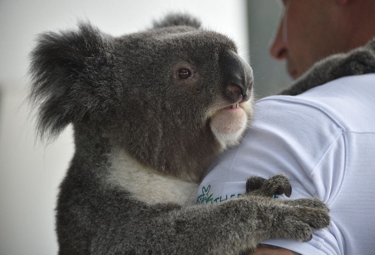 Koala