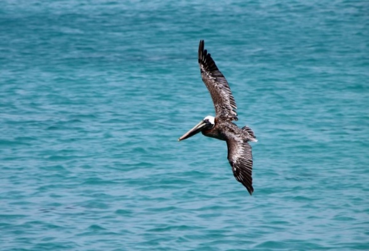 Avistamiento de aves