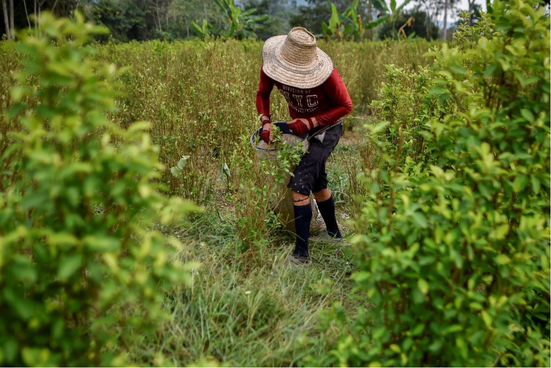 Cultivos ilegales de coca en Colombia