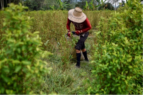 Cultivos ilegales de coca en Colombia