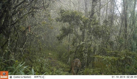 Avistamiento de Puma en el Valle de Cocora.