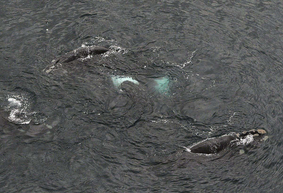 Ballenas