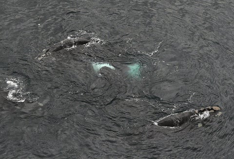 Ballenas