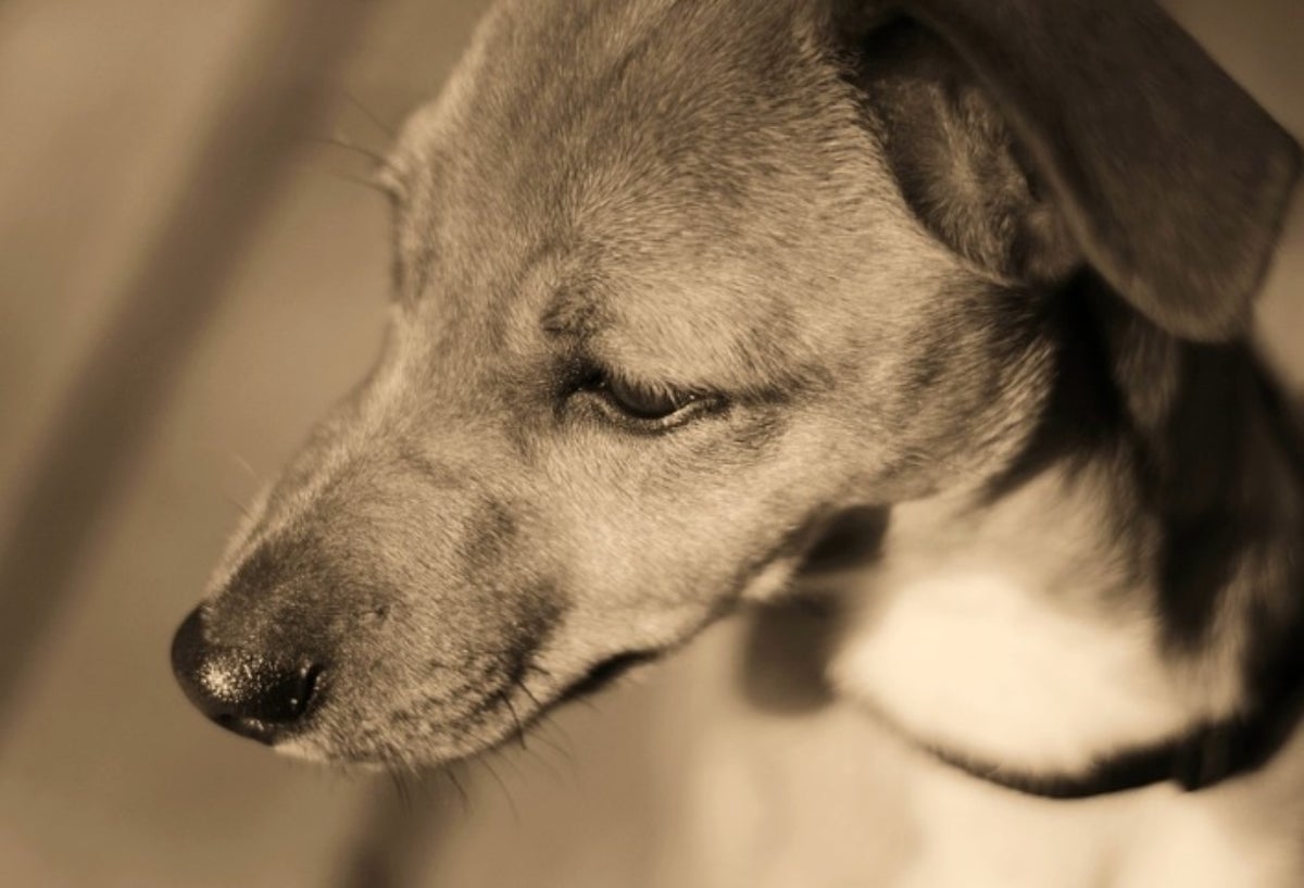No cesan los casos de maltrato animal en algunas zonas del país.