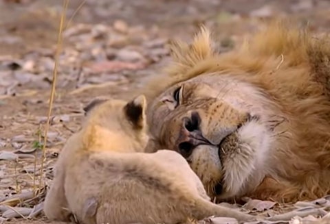 Los usuarios de redes sociales compararon el material con las escenas animadas de 'El Rey León'