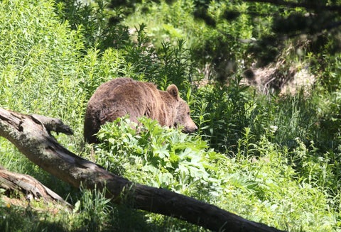 El oso es un animal salvaje.