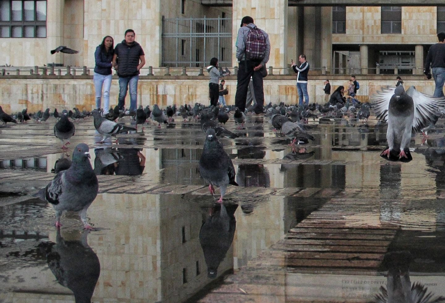 Palomas en la Plaza de Bolívar