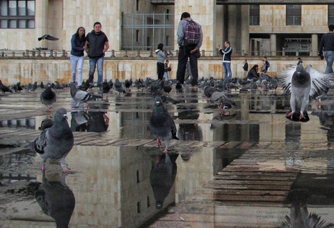 Palomas en la Plaza de Bolívar