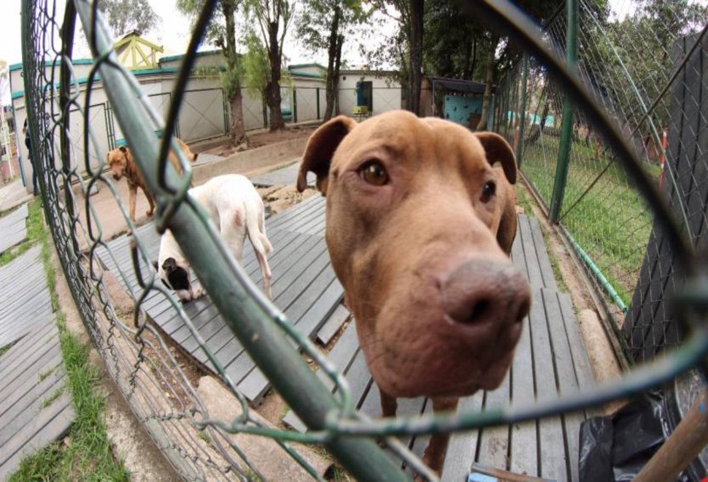 Animales