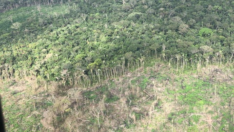 Fueron recuperadas 361 hectáreas en el Parque Nacional Natural Serranía del Chiribiquete en operación Artemisa.