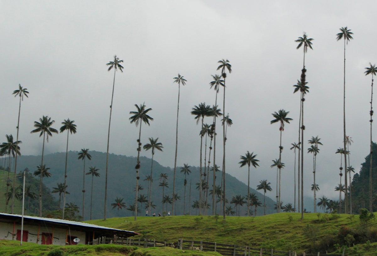 El Valle del Cocora, en el departamento del Quindío