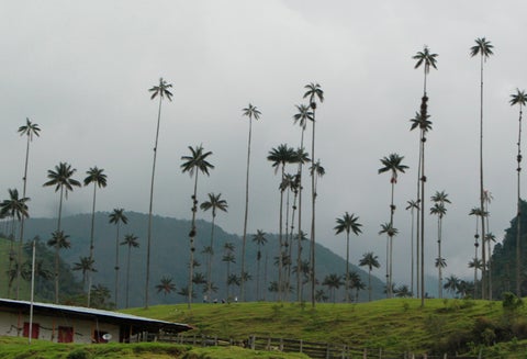 El Valle del Cocora, en el departamento del Quindío