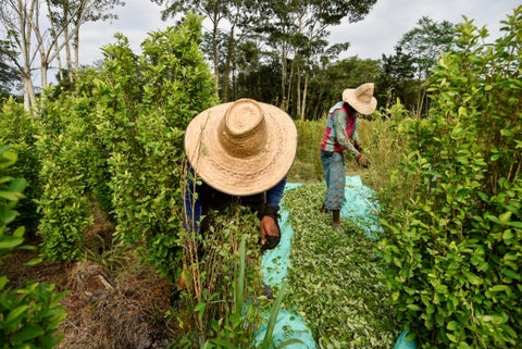 Erradicación manual de cultivos ilegales de coca.