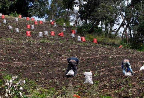 CAMPO COLOMBIANO/AGRICULTURA EN COLOMBIA/CAMPESINOS