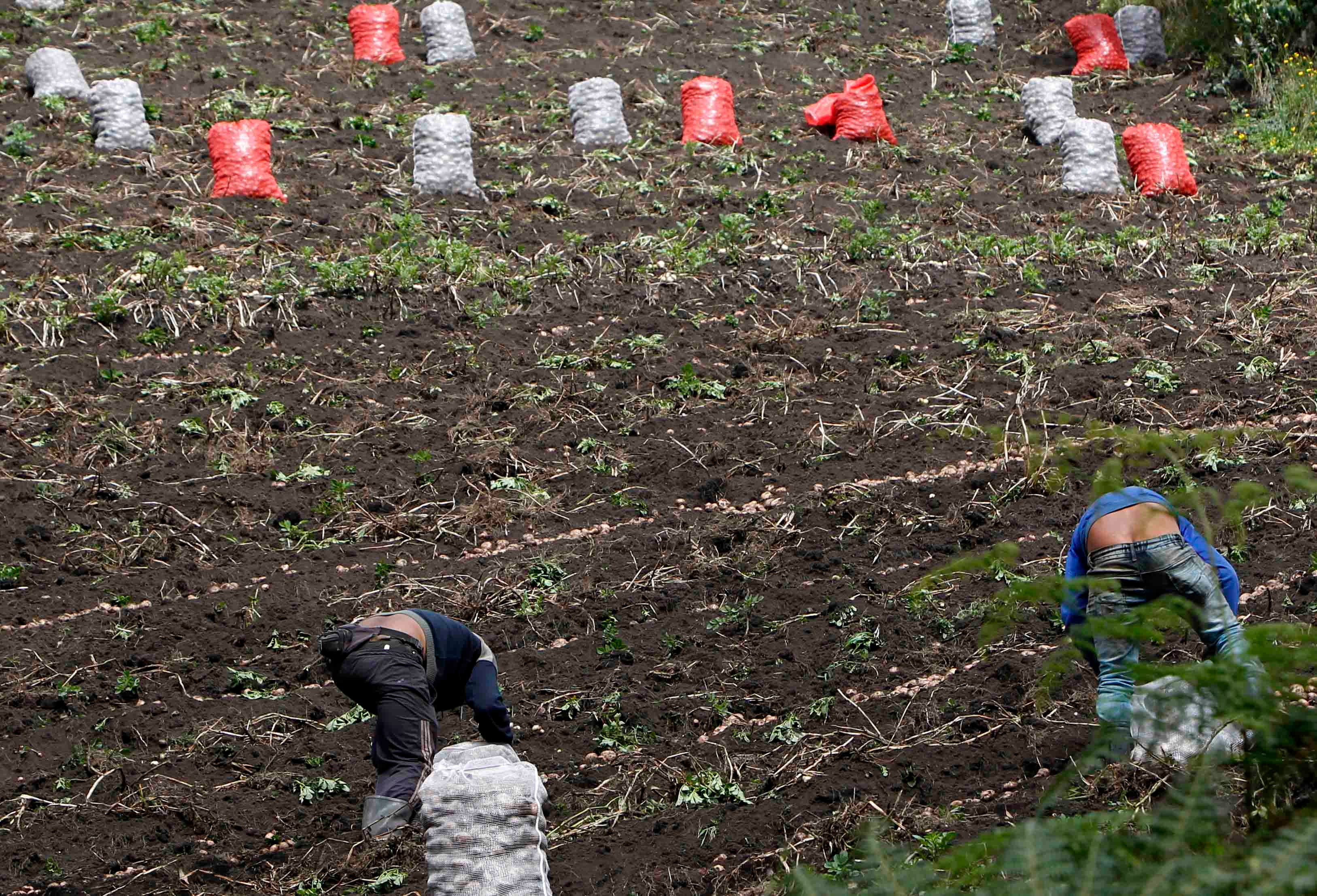 CAMPO COLOMBIANO/AGRICULTURA EN COLOMBIA/CAMPESINOS