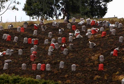 CAMPO COLOMBIANO/AGRICULTURA EN COLOMBIA/CAMPESINOS