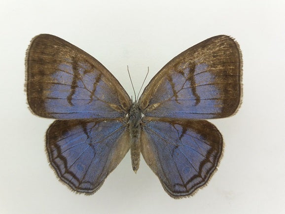 Mariposa (Caeruleuptychia sinchi).