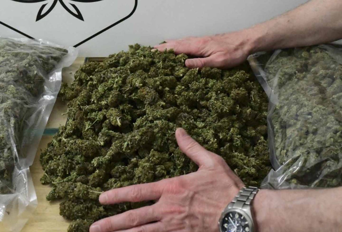 Cannabis