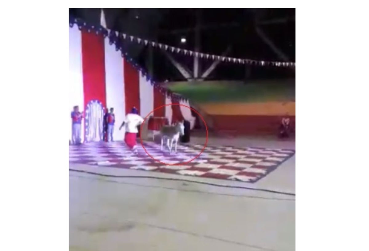 Esta es la burrita que murió en un circo de Arauca.