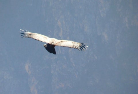 Ecuador
