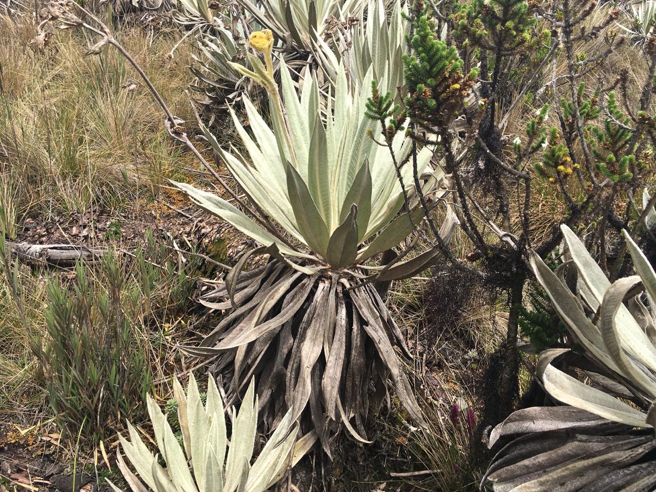 Frailejón.