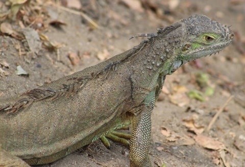 La iguana se multiplicó en la Florida gracias a su clima subtropical y la escasez de predadores.