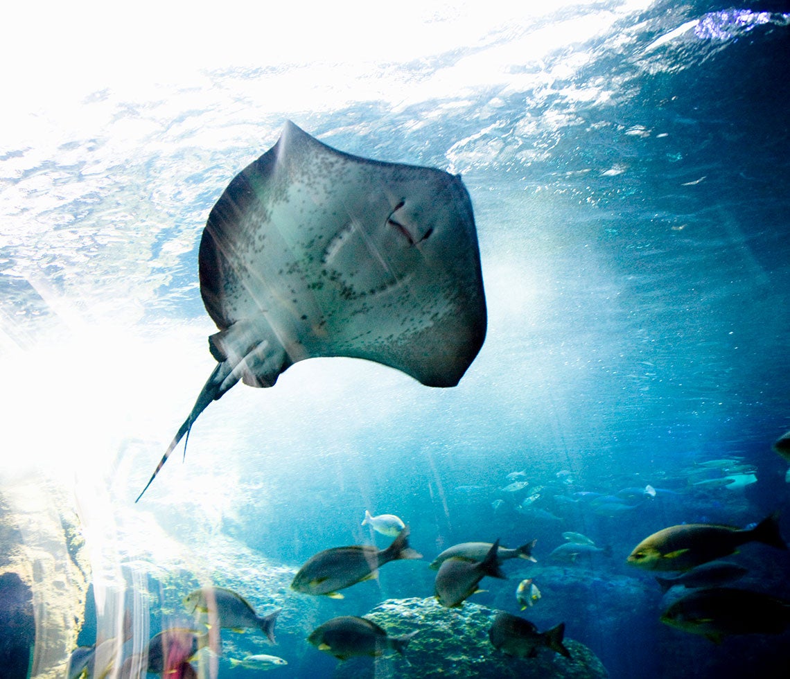 Mantarraya fue rescatada por un buzo